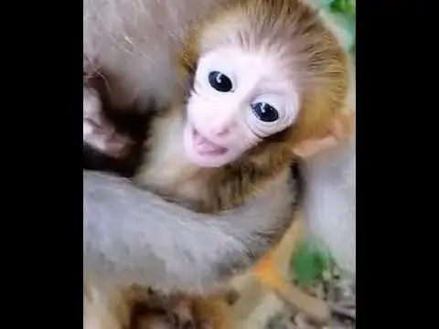 'Video thumbnail for Death baby Monkeys so pity'