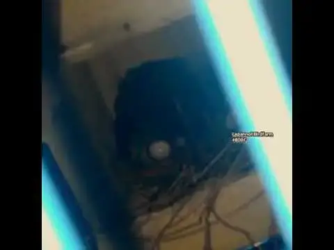 'Video thumbnail for Proses Lovebird mengeluarkan telur #shorts #birds #Nest'