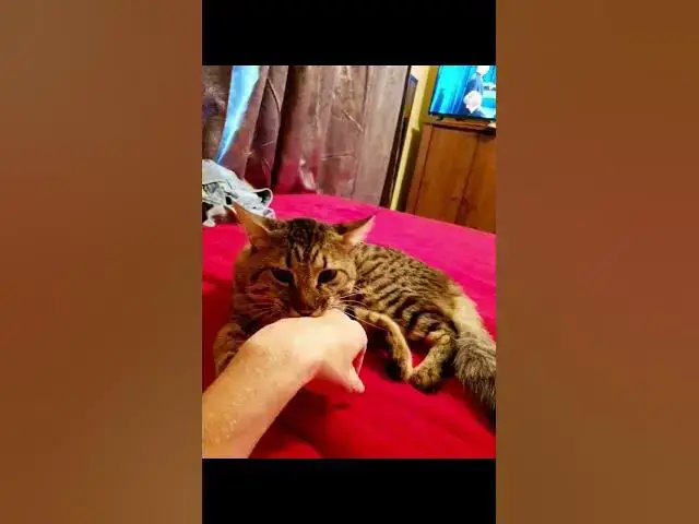 'Video thumbnail for Tough guy # gorgeous #Savannah cat'