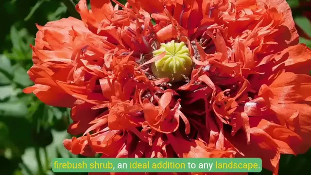 'Video thumbnail for Transform Your Florida Garden with Firebush Tips for Native Plant Lovers'