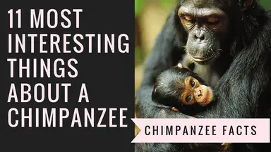 'Video thumbnail for Interesting Chimpanzee Facts | 11 Things That You Probably Don't Know About chimps'