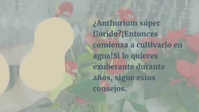 Video thumbnail for Anthurium súper floreciente: cómo cultivarlo en agua si lo quieres exuberante durante años