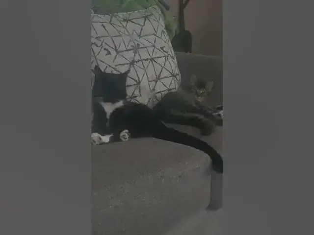'Video thumbnail for cats being cats'