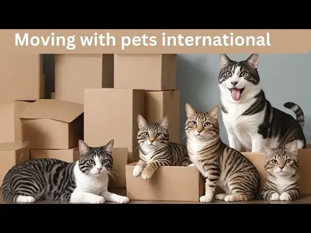 Video thumbnail for Moving Abroad with Pets: Essential Tips & Tricks for a Smooth Relocation