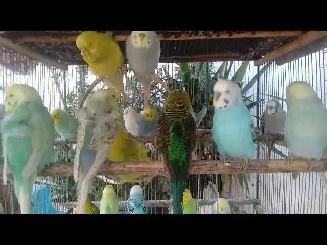 Video thumbnail for Rolig fuglevideo med høj annonceværdi 💰🕊️ #highrpm #petniche