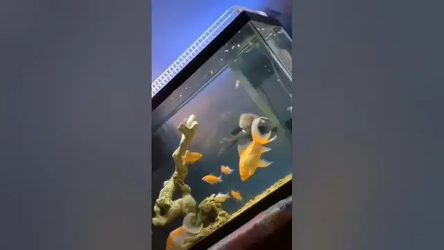 Video thumbnail for Riding Like a Boss #animals #fail #aquarium
