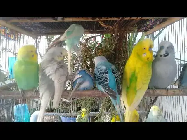 Video thumbnail for Funny Budgie Talk ππ¦ Cute, Fun & Sweet Moments