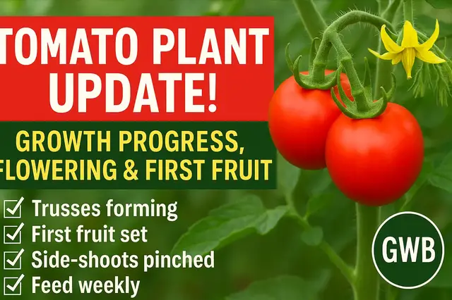 'Video thumbnail for 🍅 Tomato Plant Update! Growth Progress, Flowering & First Fruit 🌿'