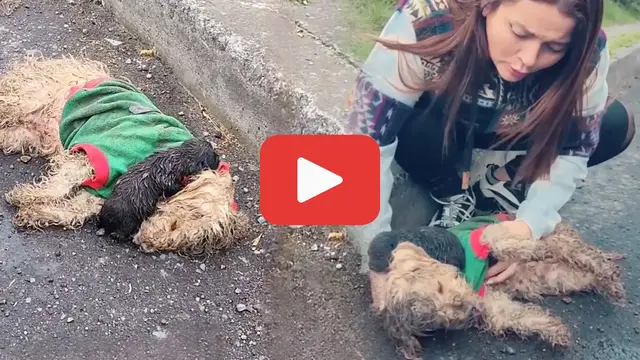 Video thumbnail for Clinging to His Mother’s Body, a Puppy’s Silent Cry Broke Hearts