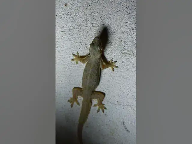 Video thumbnail for The gecko​ lizard wait eat food 🦎#gecko #geckos #reptiles #lizard #exoticpet #Tuko  #nest