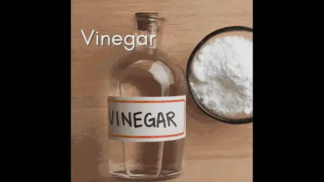 Video thumbnail for Ways to get rid of maggots