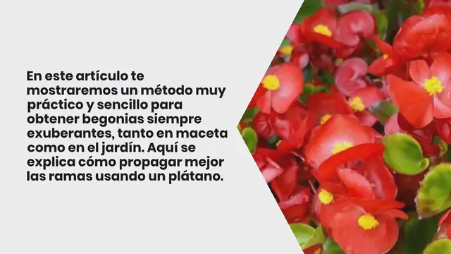Video thumbnail for Begonias, cómo propagar ramas sin fin con 1 plátano: se multiplica al instante