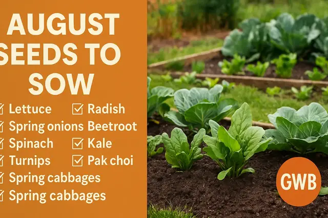 'Video thumbnail for What vegetable seeds can you sow in August'