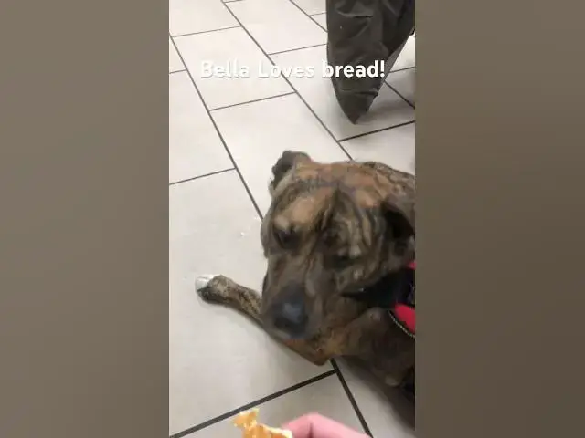 'Video thumbnail for Bella LOVES bread! #cutedog #dog #dogs'