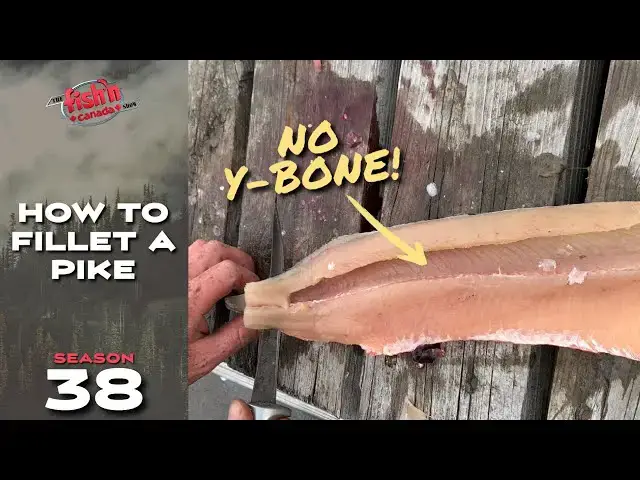 'Video thumbnail for How to Fillet a Pike - NO Y-BONES!'
