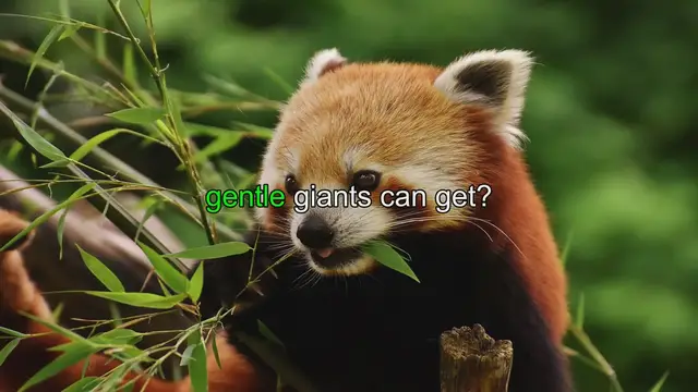 Video thumbnail for How Big Do Pandas Get?