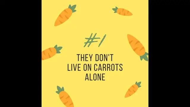 'Video thumbnail for Amazing Facts About Rabbits | Nature's Most Fascinating Lagomorphs'