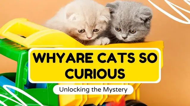 Video thumbnail for Why Are Cats So Curious?