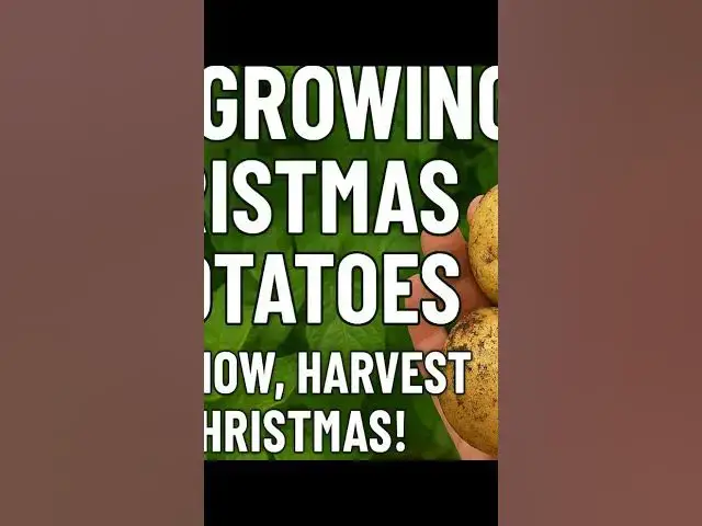 'Video thumbnail for 🌱🥔 Growing Christmas Potatoes | Plant Now, Harvest at Christmas!'