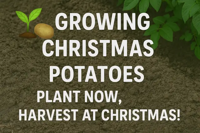 'Video thumbnail for ๐ฑ๐ฅ Growing Christmas Potatoes | Plant Now, Harvest at Christmas!'