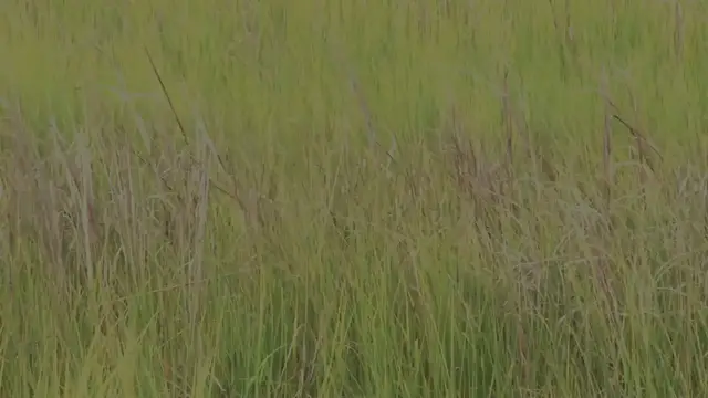 Video thumbnail for Ranking Every Pokémon Starter: The Ultimate Guide for Fans!