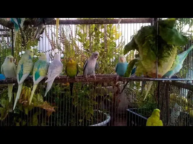 'Video thumbnail for 🎥 声なし・音楽なし。ただ、美しいインコだけ'
