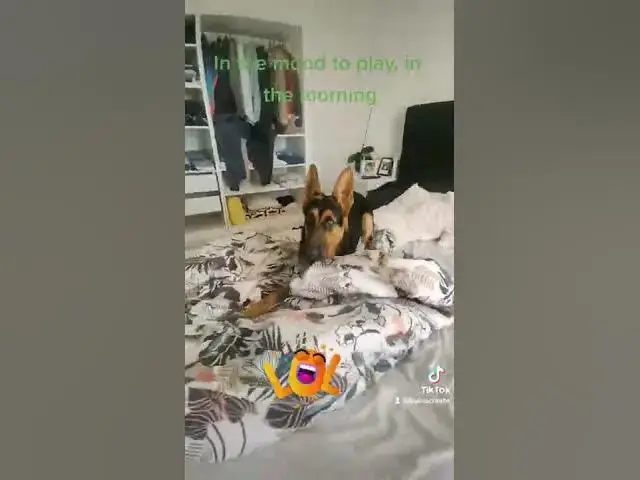 'Video thumbnail for That's the #craziest #gsd #ever #seen #play'