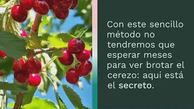 Video thumbnail for Cerezas, cómo parir una planta en 7 días sin coste alguno: el hueso es suficiente