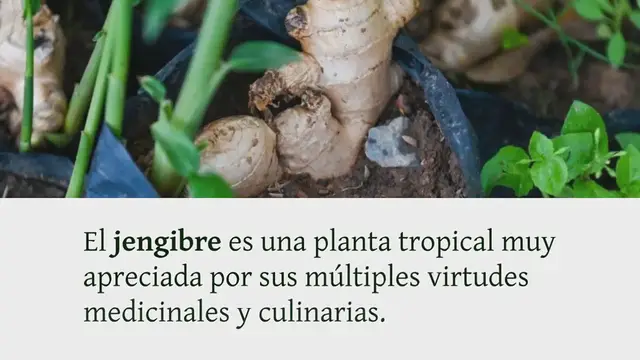 Video thumbnail for Cultivar jengibre en maceta: una guía completa para tener una planta aromática al alcance de la mano