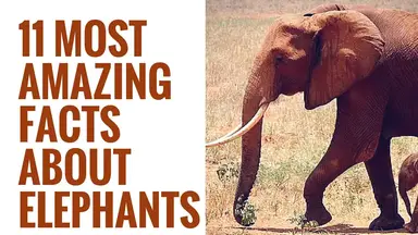 'Video thumbnail for Interesting Facts About Elephants | 11 Amazing Elephant facts | Elephant Facts for Kids'