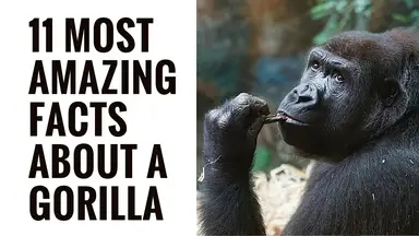 'Video thumbnail for Amazing Facts About gorillas | Interesting Gorilla Facts | Gorilla Facts For Kids'