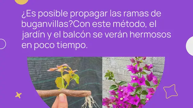 Video thumbnail for Cómo propagar ramas de buganvillas en el balcón o jardín: el método infalible.