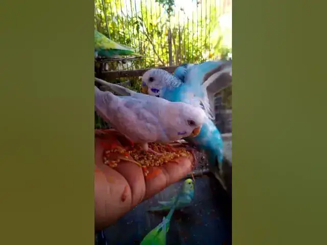 'Video thumbnail for This Amazon bird toy is SO COOL#birds#parrot #birdslover #budgis #lovebirds #budgiegar #cute #health'