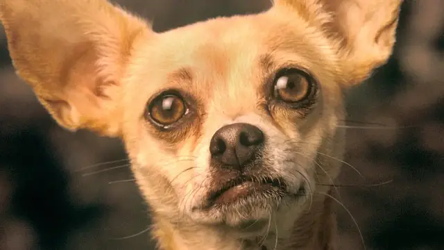 'Video thumbnail for Whatever Happened To The Taco Bell Dog & Why Was She So Controversial?'