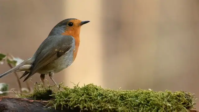 Video thumbnail for Nature