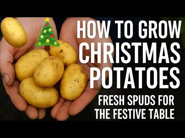 'Video thumbnail for ๐ฅ๐ How to Grow Christmas Potatoes | Fresh Spuds for the Festive Table'