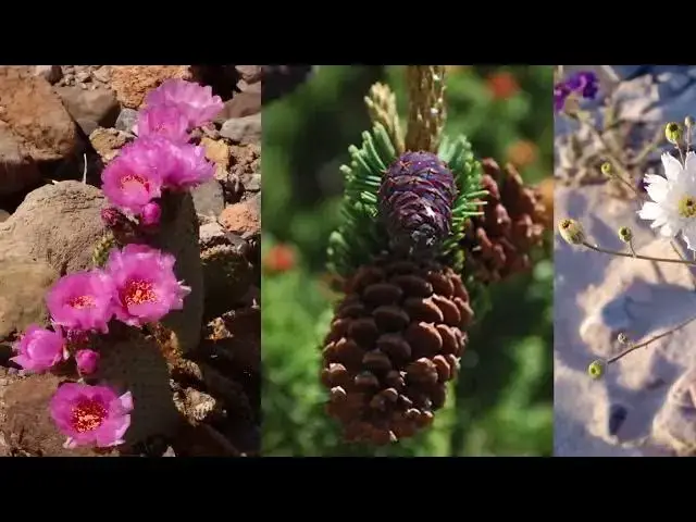 'Video thumbnail for مليارات جيمس ويب أنفقوها على شخطة قلم الرد على الكحيل'