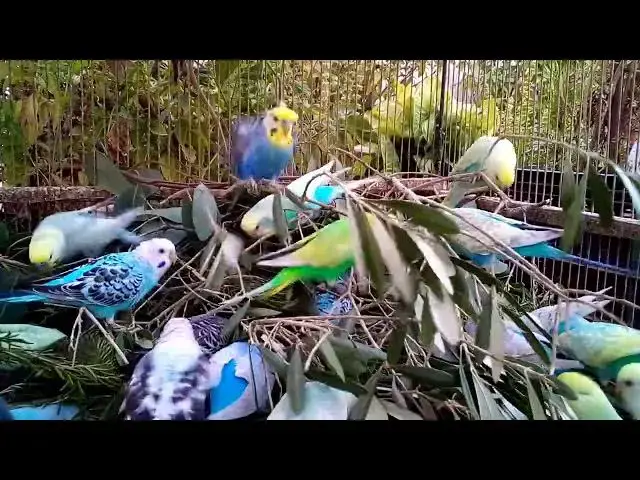 'Video thumbnail for おやすみ前のインコたちの静かな時間…💤🌌'