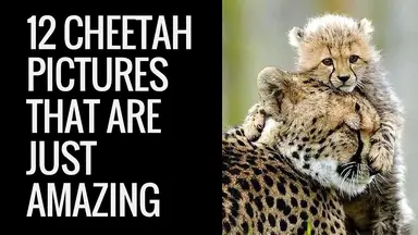 'Video thumbnail for 12 Amazing Cheetah Images | 12 Pictures of Cheetah | Cool Colection of Cheetah Pictures'