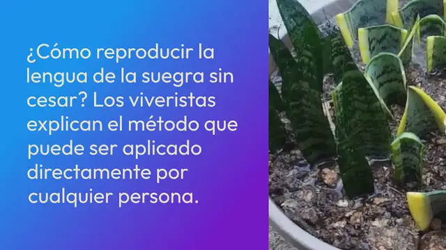 Video thumbnail for La lengua de la suegra, cómo reproducirla sin fin: el método real utilizado por las guarderías