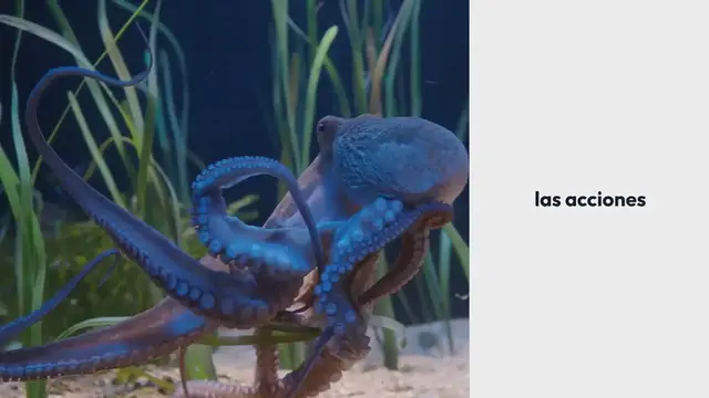 Video thumbnail for Pulpo gigante 5e