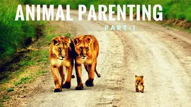 'Video thumbnail for Cute Pictures of Animal Parents and Babies | Animal Parenting Part 1 | Animal Parental Care'
