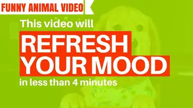 'Video thumbnail for Funny Animal Video: These Cute and Lovely Animals Will Make Your Day'
