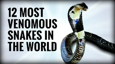 'Video thumbnail for Top 12 Venomous Snakes | Venomous Snakes Collection | 12 Most Venomous Snakes'
