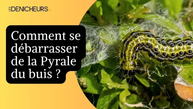 Video thumbnail for 🐛 Pyrale du buis dans le jardin : comment s’en débarrasser pour de bon 🌿