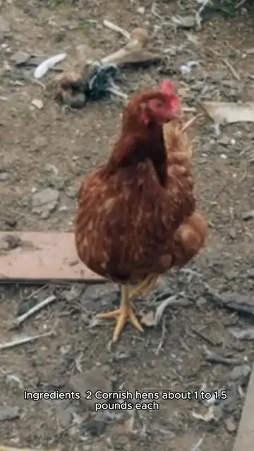 Video thumbnail for cornish hens recipe