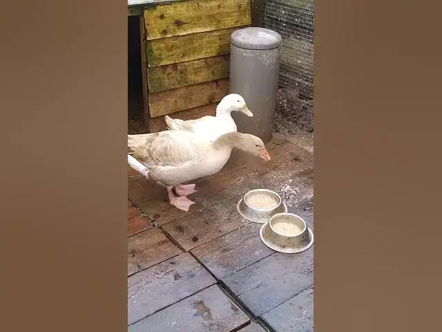 Video thumbnail for 29 June 2025