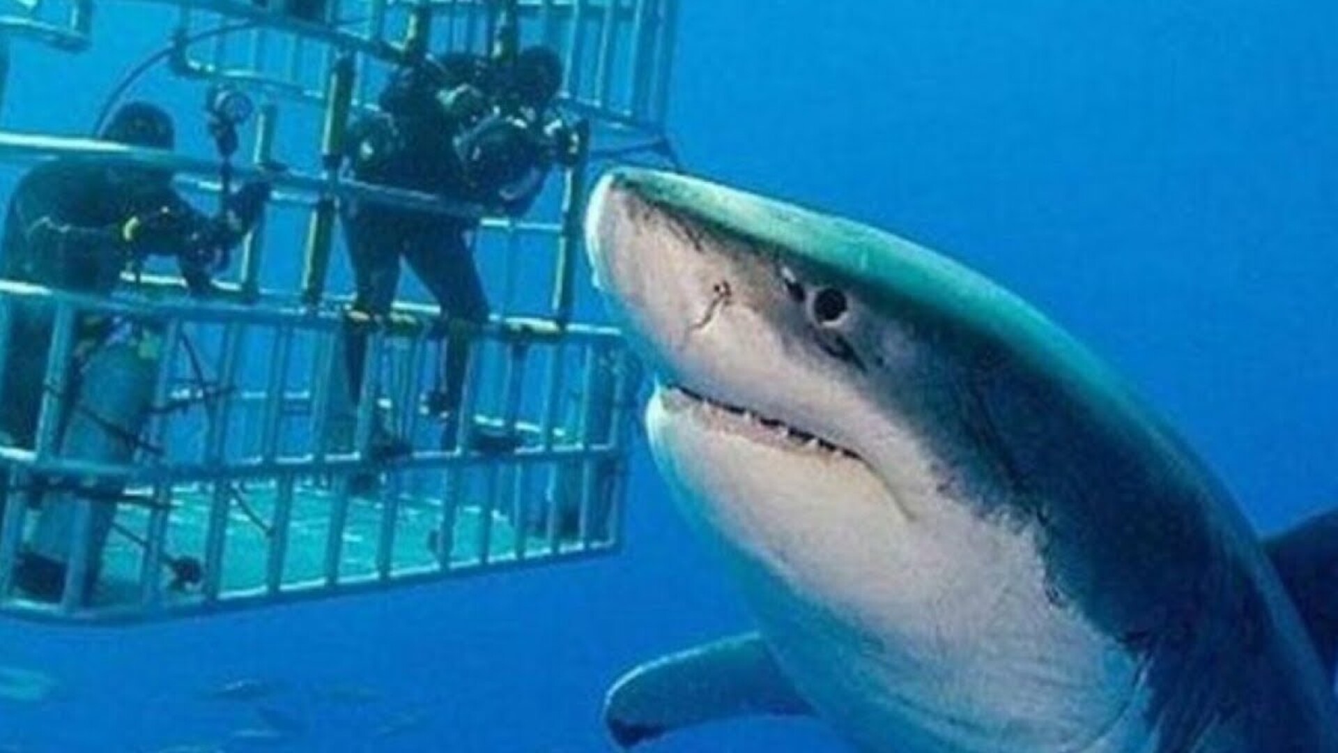Video thumbnail for This Is The Biggest Great White Shark Ever Caught On Camera