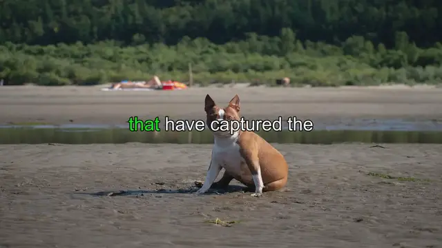 Video thumbnail for Boston Terriers: The Playful and Lovable Breed