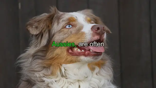 Video thumbnail for Ultimate Guide: Australian Shepherds as Reliable Guard Dogs